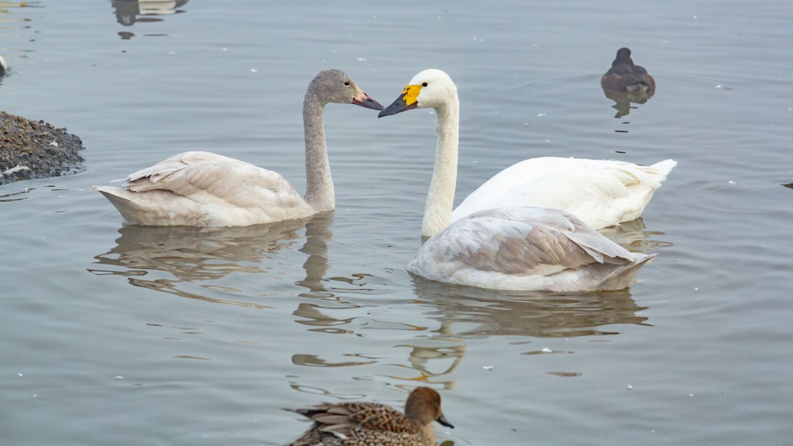 Bewick's swans credit WWT Slimbridge